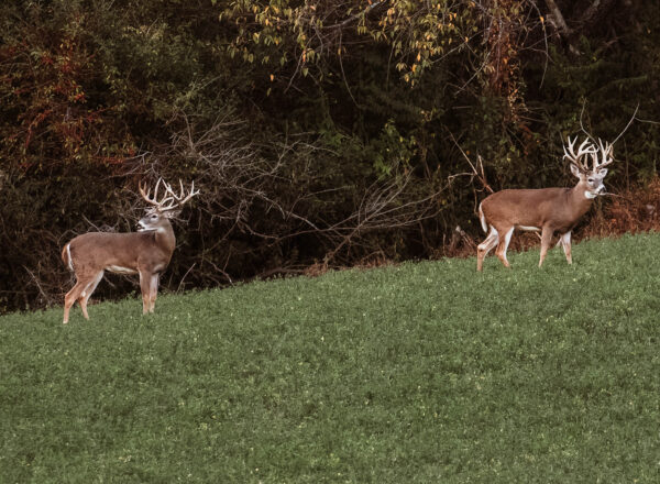 Cedar Ridge Whitetails Cedar Ridge Home - Cedar Ridge Whitetails