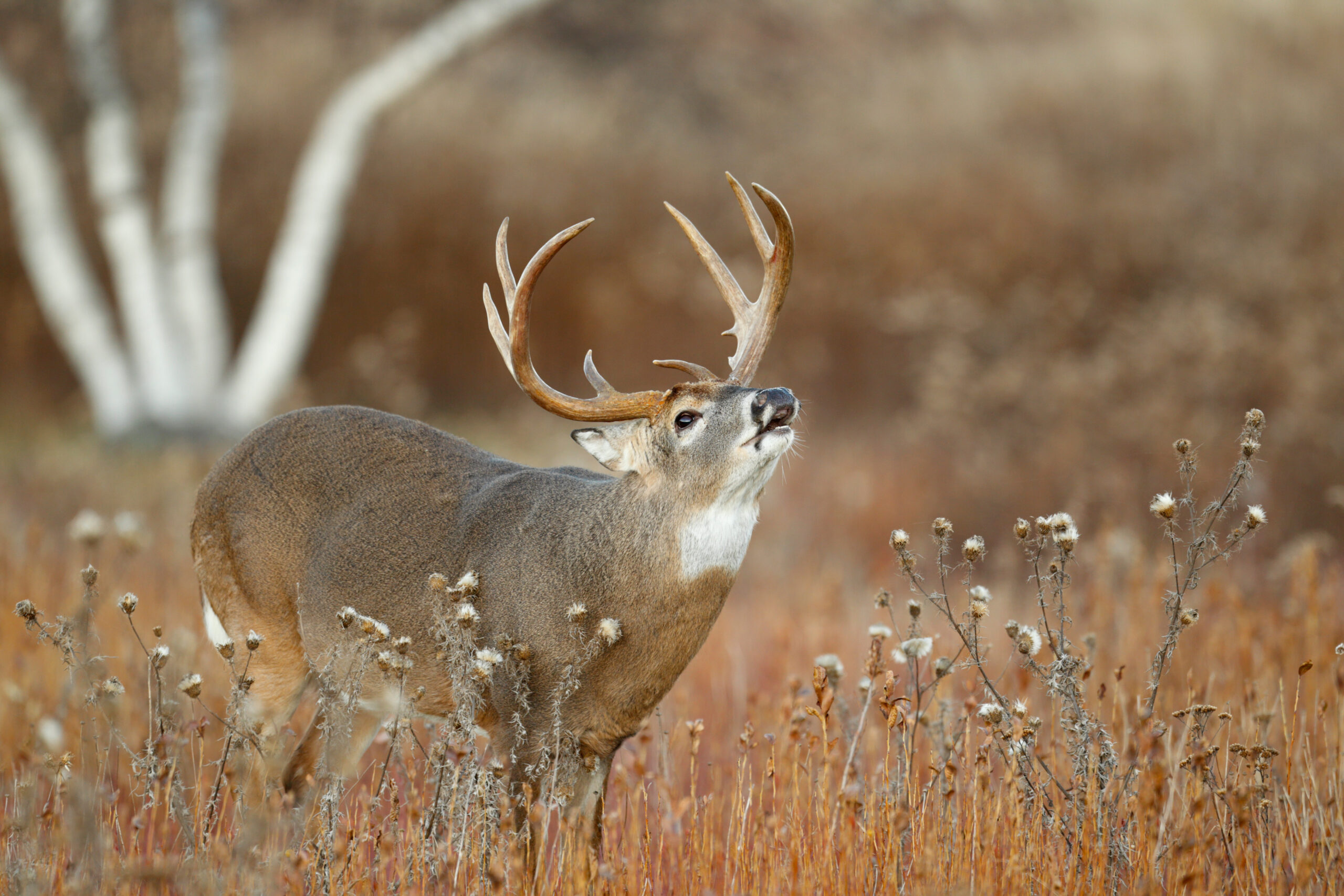 White-tailed Deer